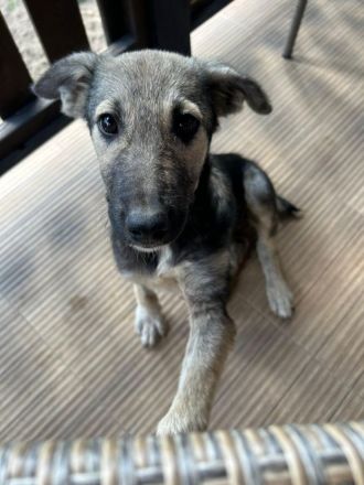 Aria- tapfere und mutige Welpe sucht ihr neues Zuhause💖🐶