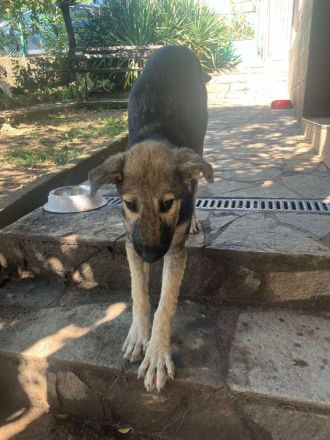 Aria- tapfere und mutige Welpe sucht ihr neues Zuhause💖🐶