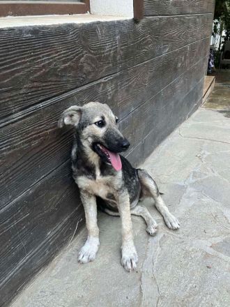 Aria- tapfere und mutige Welpe sucht ihr neues Zuhause💖🐶