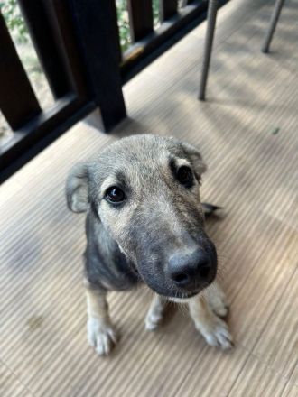 Aria- tapfere und mutige Welpe sucht ihr neues Zuhause💖🐶