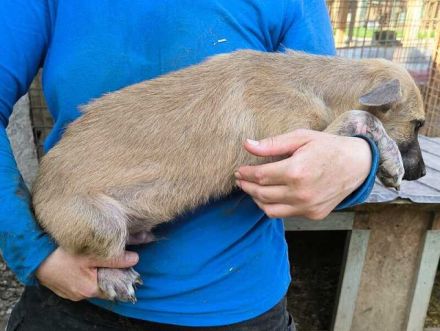 Georg, süßer Hundebub, der sehnsüchtig auf sein Zuhause wartet, 6 Monate, wird mittelgroß