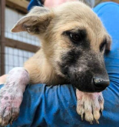 Georg, süßer Hundebub, der sehnsüchtig auf sein Zuhause wartet, 6 Monate, wird mittelgroß