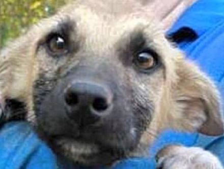 Georg, süßer Hundebub, der sehnsüchtig auf sein Zuhause wartet, 6 Monate, wird mittelgroß