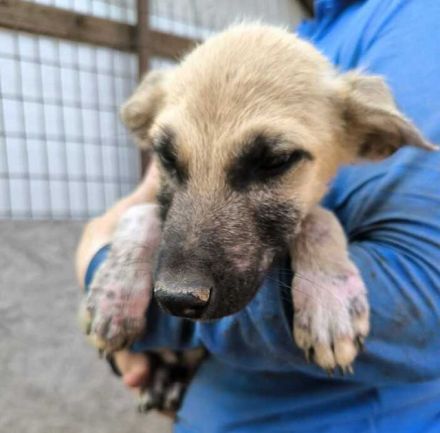 Georg, süßer Hundebub, der sehnsüchtig auf sein Zuhause wartet, 6 Monate, wird mittelgroß