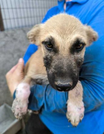 Georg, süßer Hundebub, der sehnsüchtig auf sein Zuhause wartet, 6 Monate, wird mittelgroß