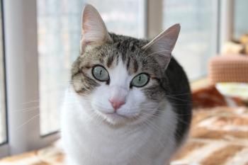 Door, Einzelprinzessin