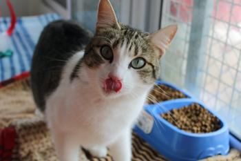 Door, Einzelprinzessin