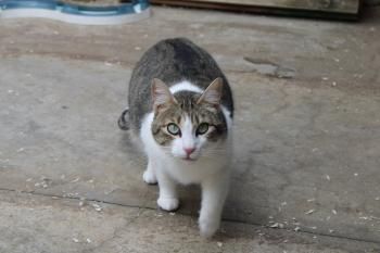 Door, Einzelprinzessin