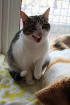 Door, Einzelprinzessin