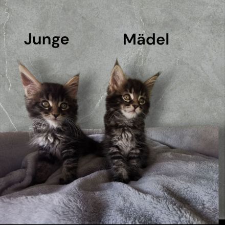 Reinrassige Maine Coon Kitten