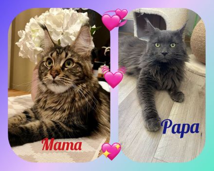 Reinrassige Maine Coon Kitten