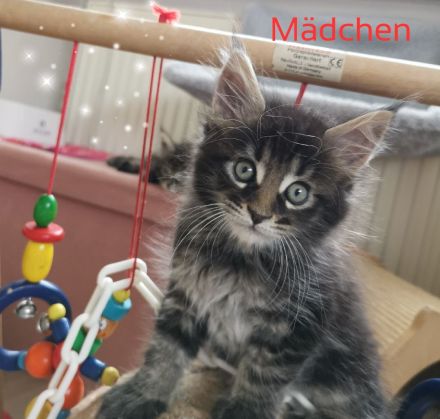 Reinrassige Maine Coon Kitten
