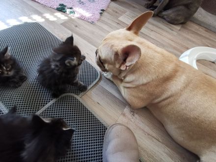 Reinrassige Maine Coon Kitten