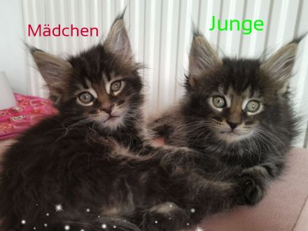 Reinrassige Maine Coon Kitten