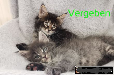 Reinrassige Maine Coon Kitten