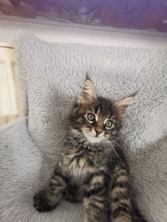 Reinrassige Maine Coon Kitten