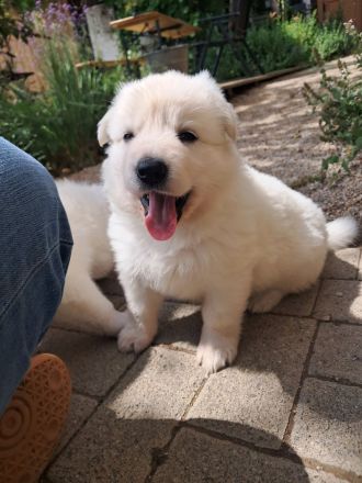 Wurfplanung November 2025 -weiße schweizer Schäferhunde Langstockhaar