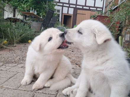 Wurfplanung November 2025 -weiße schweizer Schäferhunde Langstockhaar