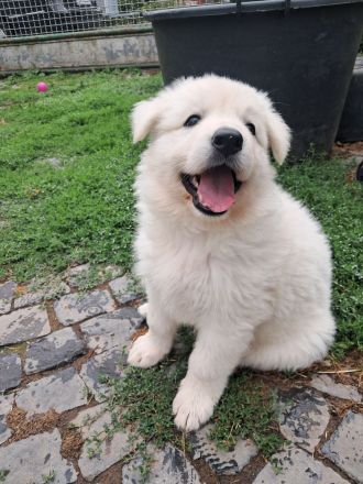 Wurfplanung November 2025 -weiße schweizer Schäferhunde Langstockhaar