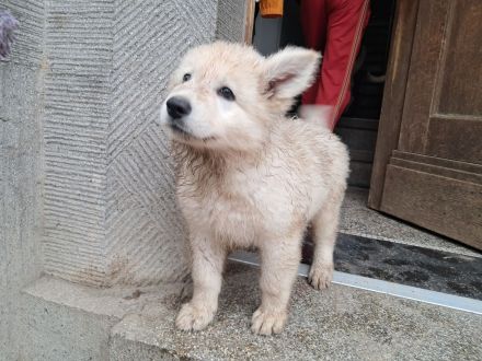 Wurfplanung November 2025 -weiße schweizer Schäferhunde Langstockhaar