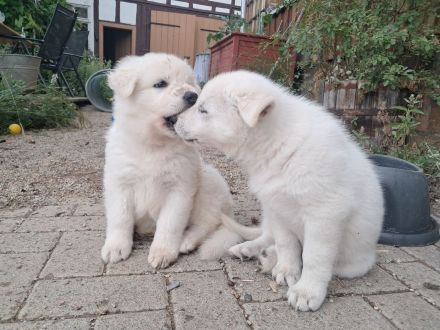 Wurfplanung November 2025 -weiße schweizer Schäferhunde Langstockhaar