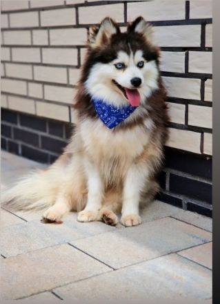 Pomsky F3 Toy Deckrüde Pomeranian Minihusky