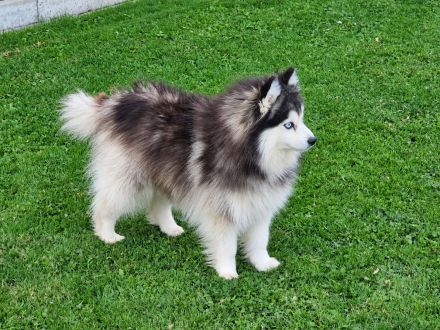 Pomsky F3 Toy Deckrüde Pomeranian Minihusky