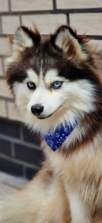 Pomsky F3 Toy Deckrüde Pomeranian Minihusky