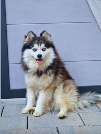 Pomsky F3 Toy Deckrüde Pomeranian Minihusky