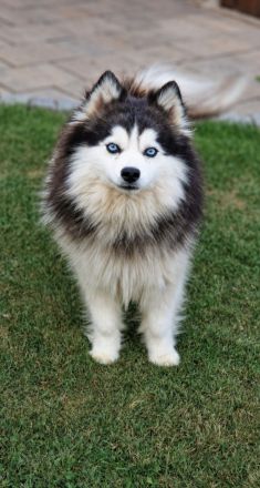 Pomsky F3 Toy Deckrüde Pomeranian Minihusky