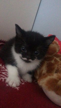 Europäische Kurzhaar Kitten