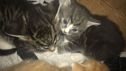 Europäische Kurzhaar Kitten