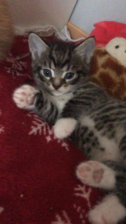 Europäische Kurzhaar Kitten