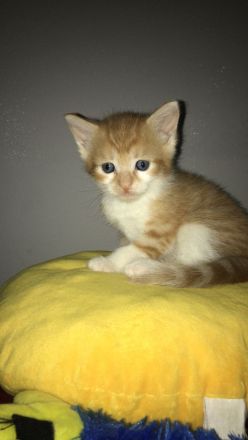 Europäische Kurzhaar Kitten