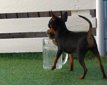 Luxus-Haustier - kleines Mädchen