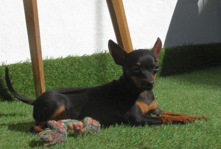 Luxus-Haustier - kleines Mädchen