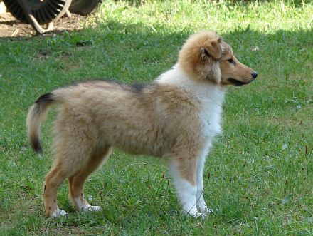 Sheltie - Zwei wundervolle Rüden