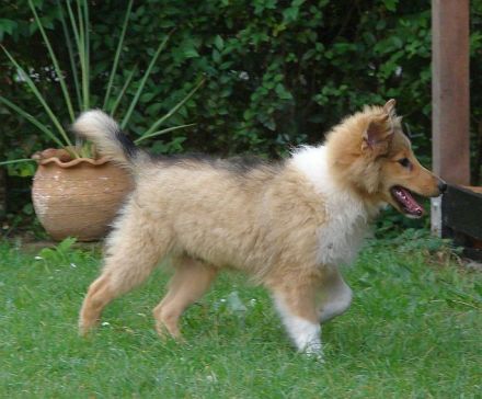 Sheltie - Zwei wundervolle Rüden
