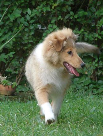 Sheltie - Zwei wundervolle Rüden