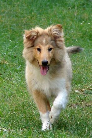 Sheltie - Zwei wundervolle Rüden