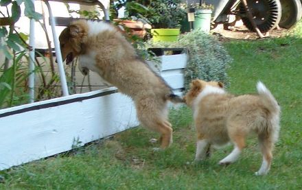 Sheltie - Zwei wundervolle Rüden