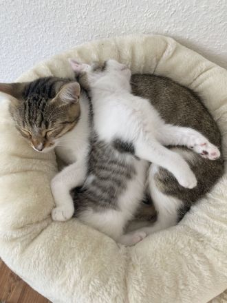 Liebe hauskatze namens cosmo abzugeben