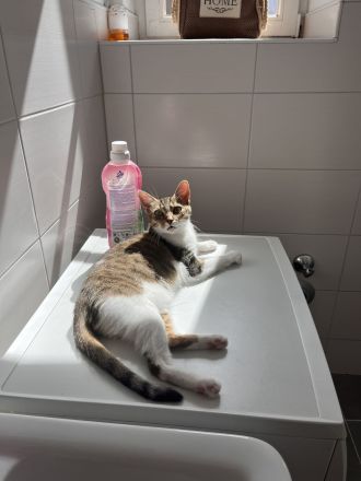 Liebe hauskatze namens cosmo abzugeben
