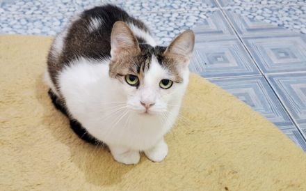 Liebevoller Giovanni sucht sein neues Zuhause!