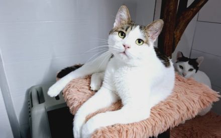 Liebevoller Giovanni sucht sein neues Zuhause!