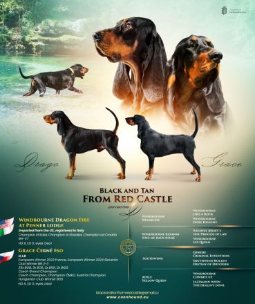 Black and Tan Coonhound Welpen