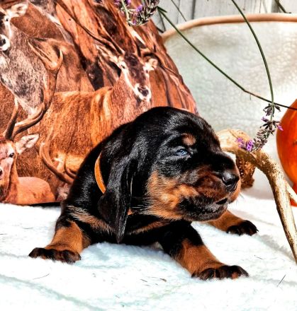 Black and Tan Coonhound Welpen