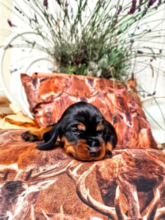 Black and Tan Coonhound Welpen