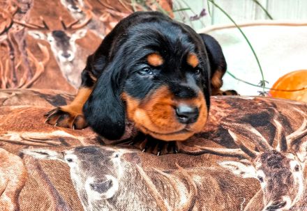 Black and Tan Coonhound Welpen