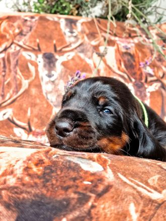 Black and Tan Coonhound Welpen